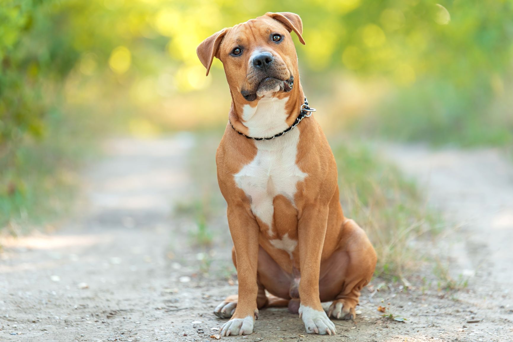 Amerikan Staffordshire Terrier