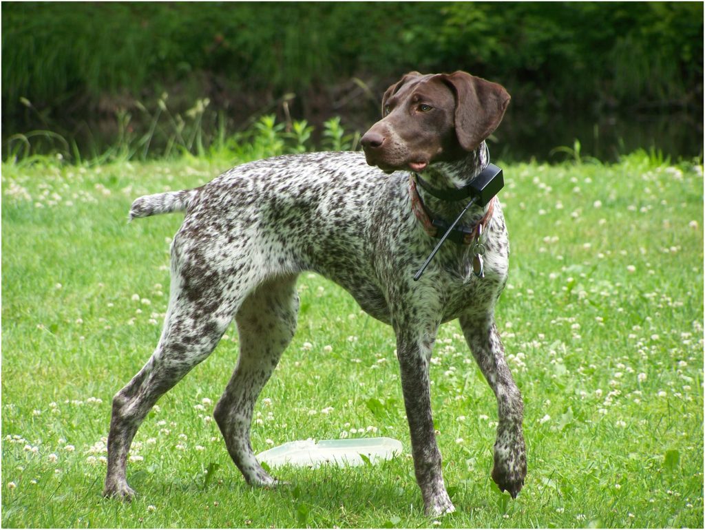 Ariege Pointer