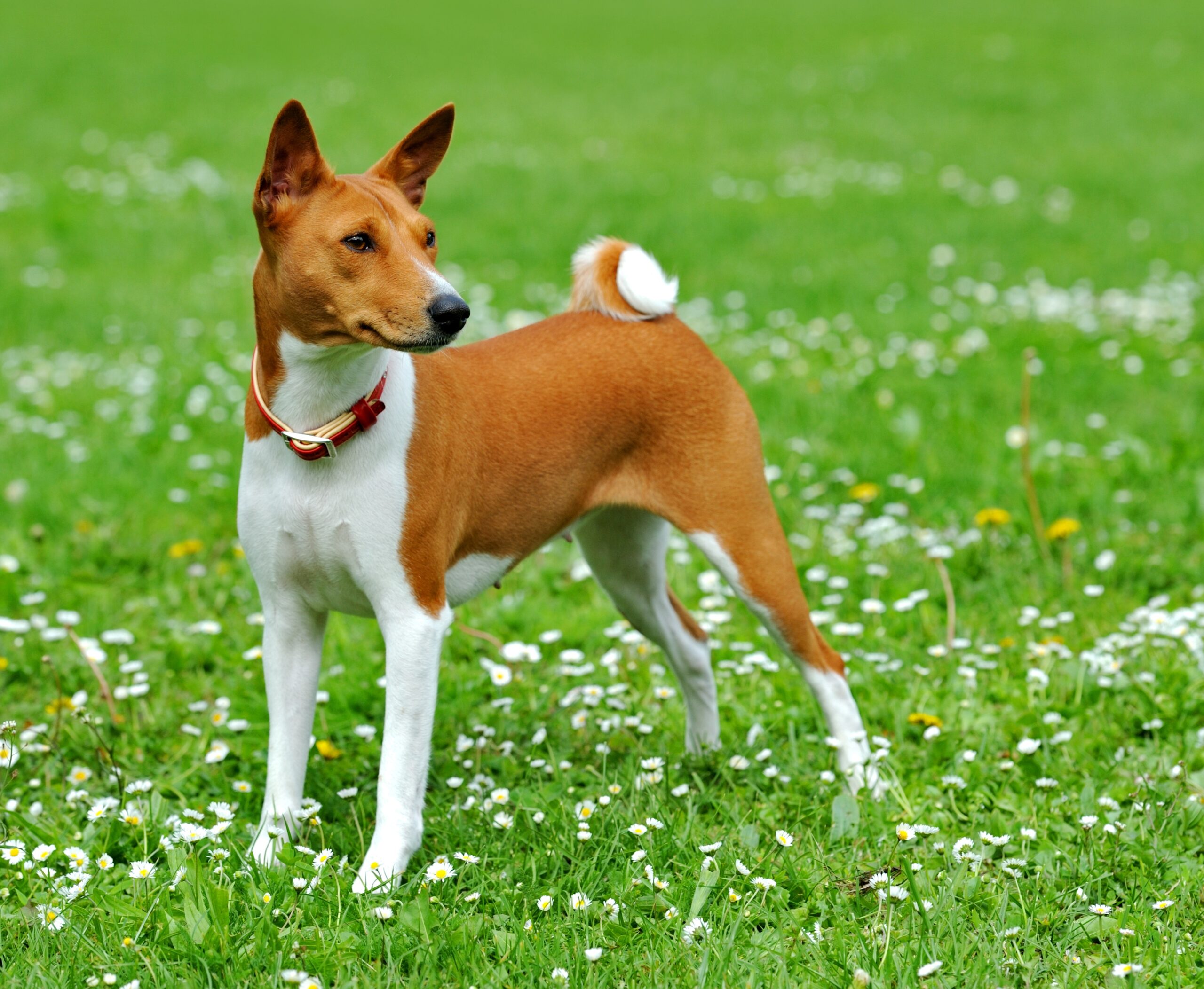 Basenji