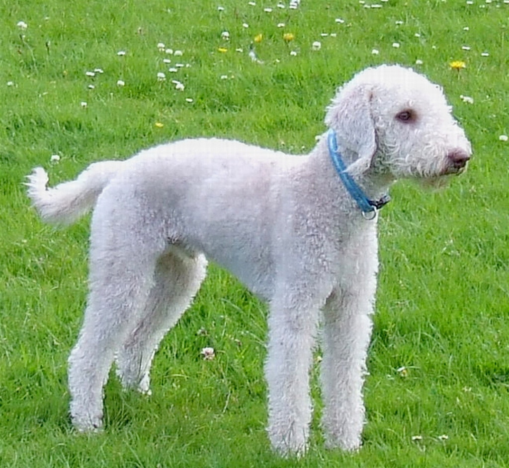 Bedlington terrier