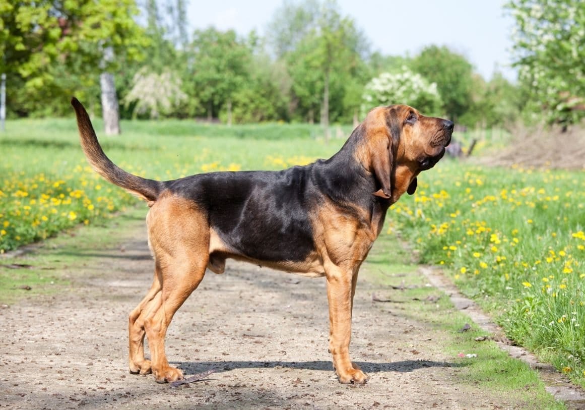 Bloodhound