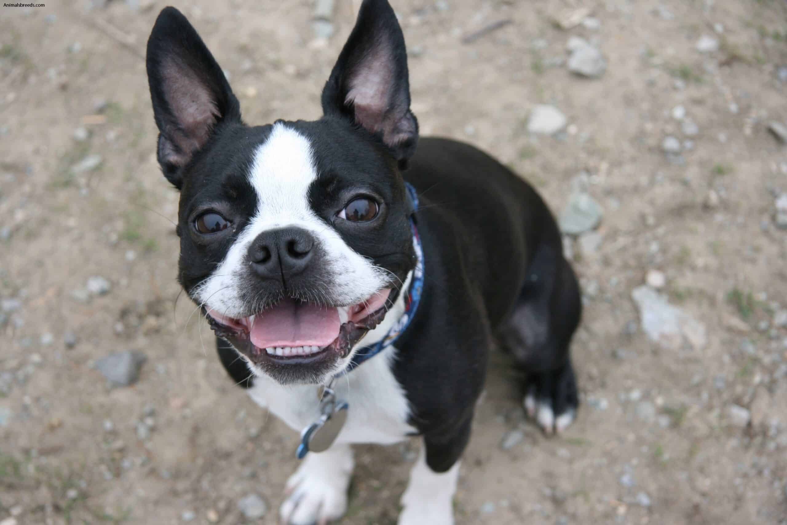 Boston Terrier