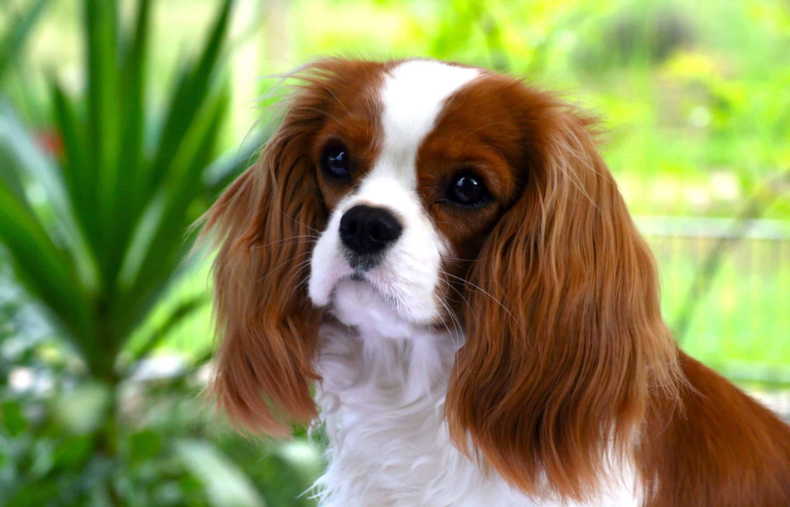 Cavalier King Charles Spaniel