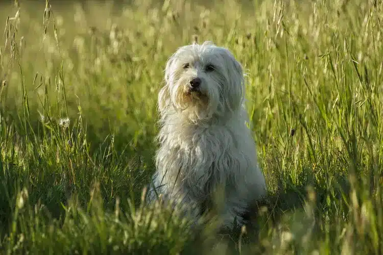 Coton de Tulear