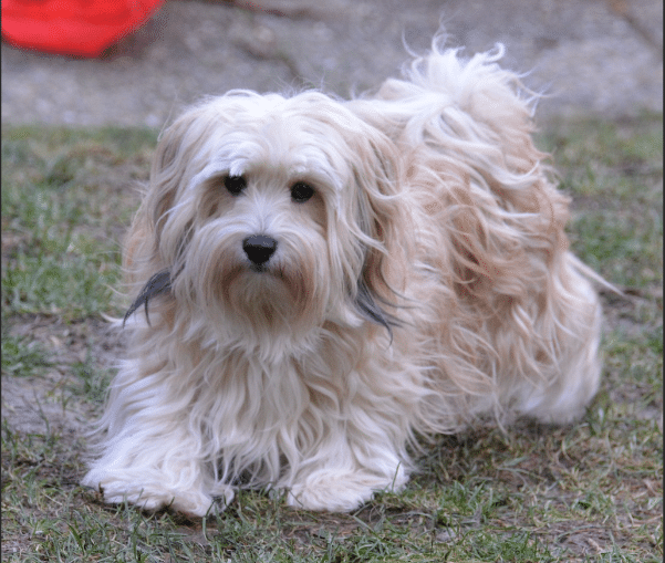 Dandie Dinmont Terrier