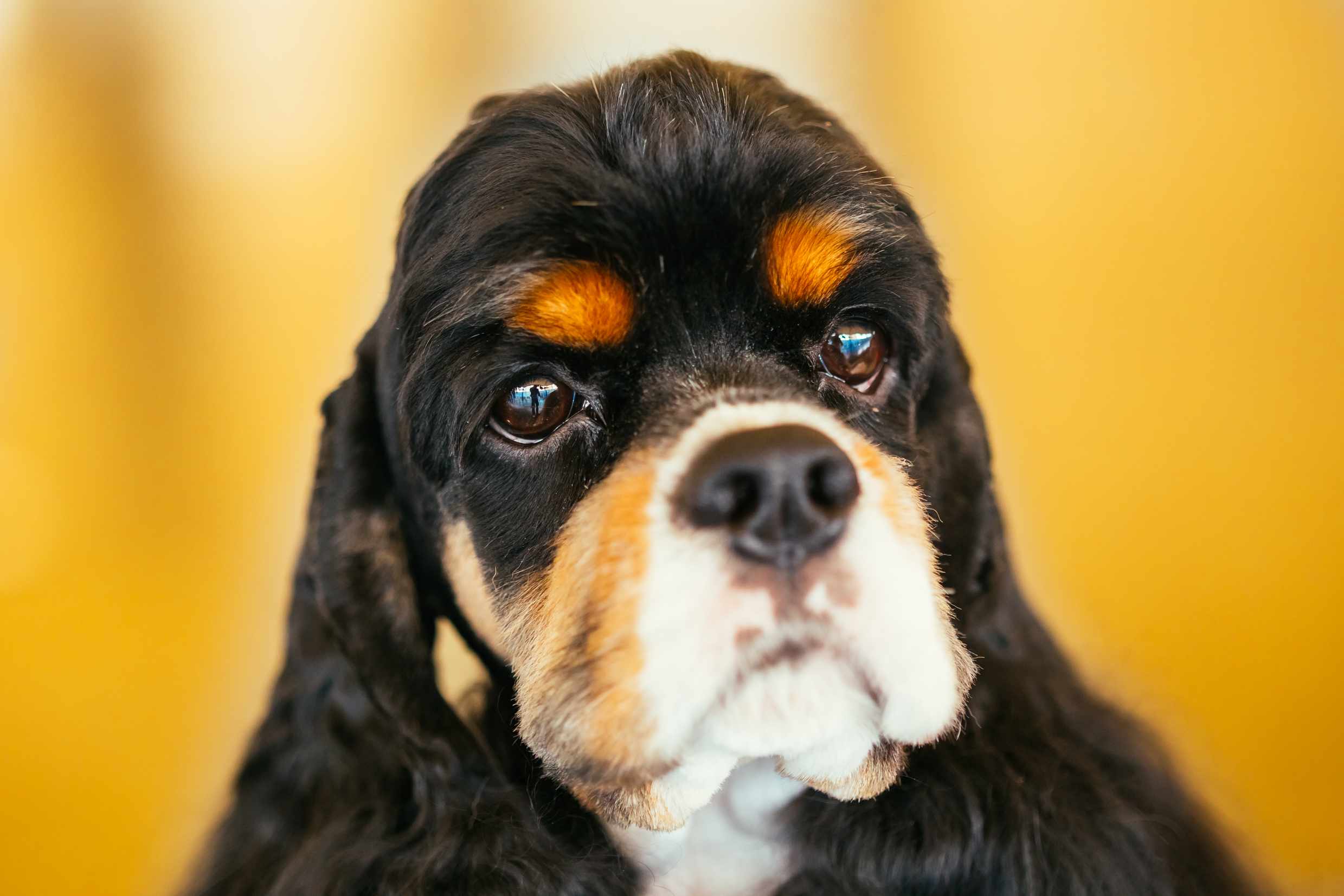 Amerikan Cocker Spaniel