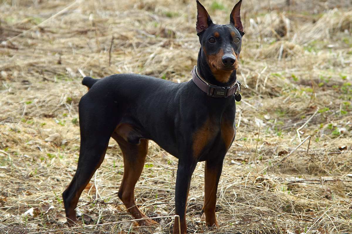 alman pinscher