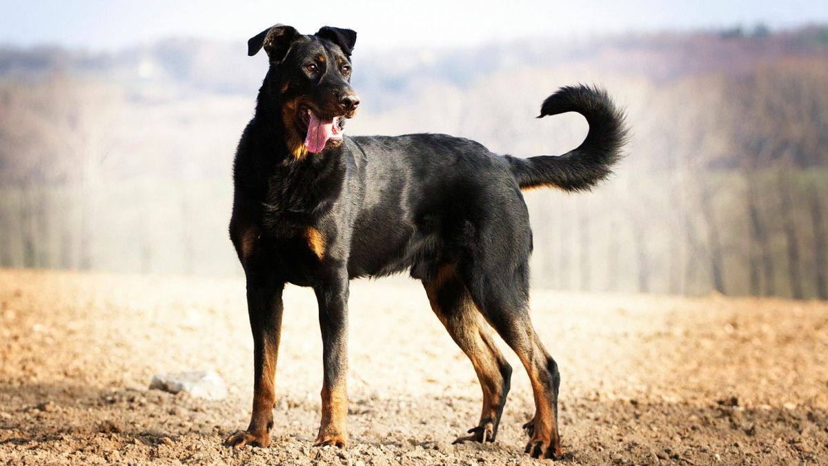 beauceron