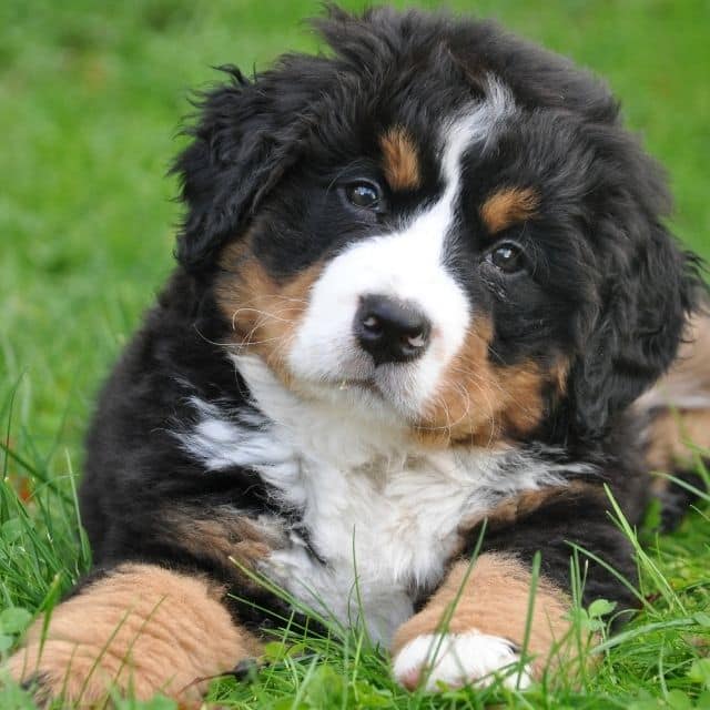 bernese