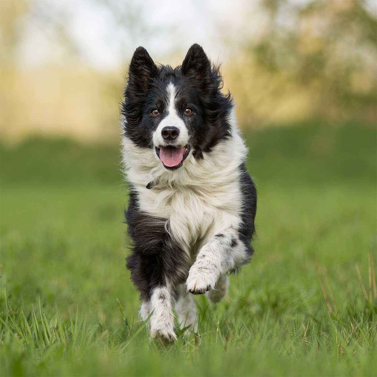 border collie