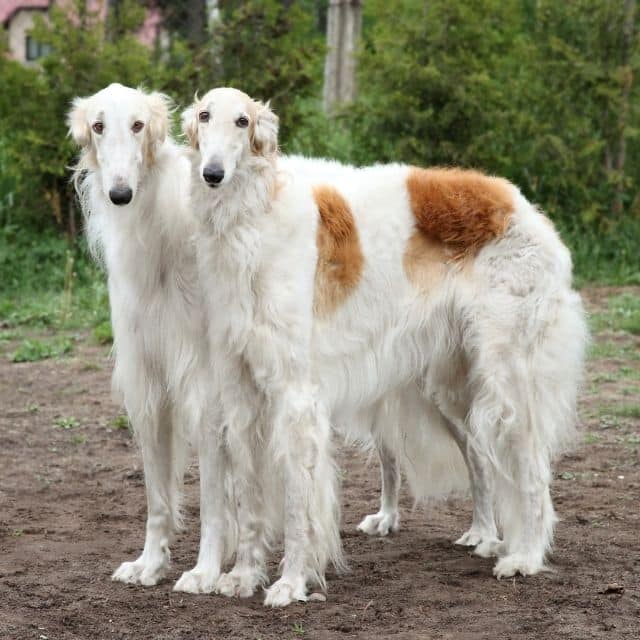 borzoi