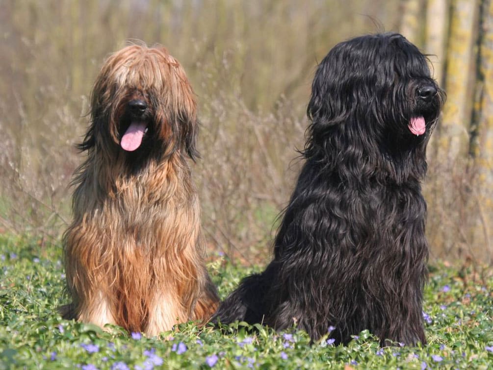 briard