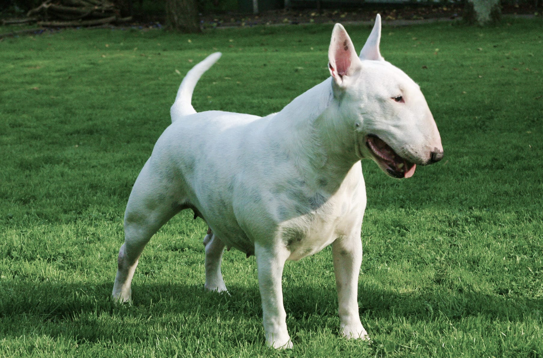 bull terrier