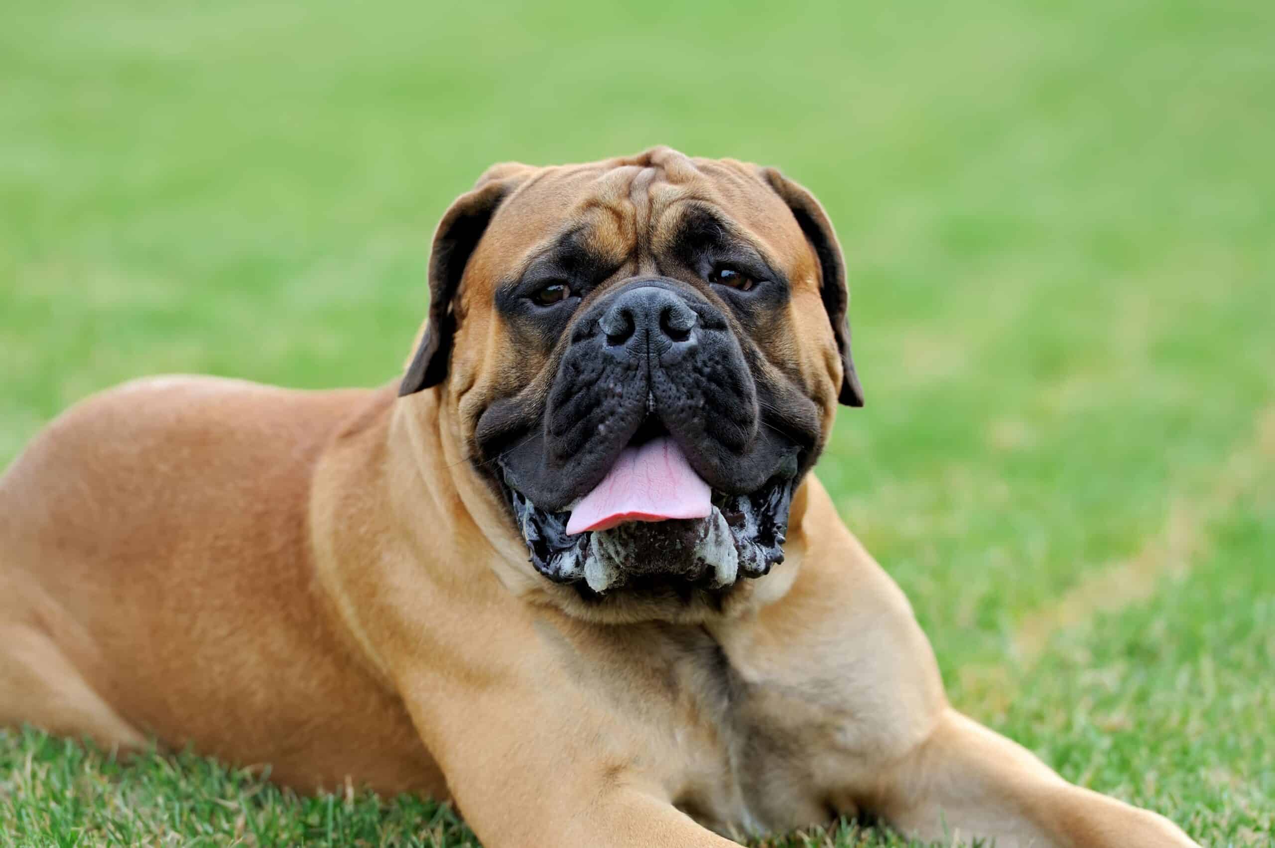 bullmastiff