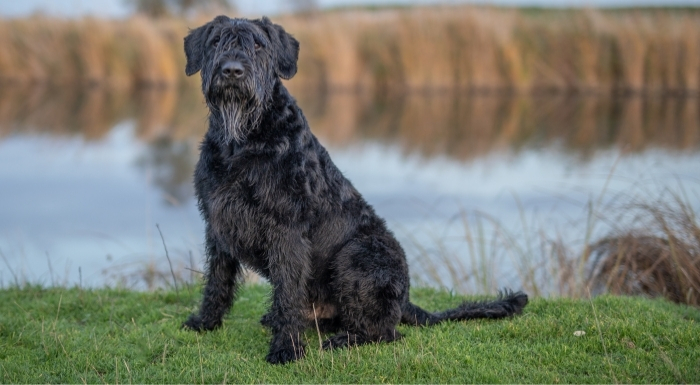 büyük boyutlu köpek ırkları