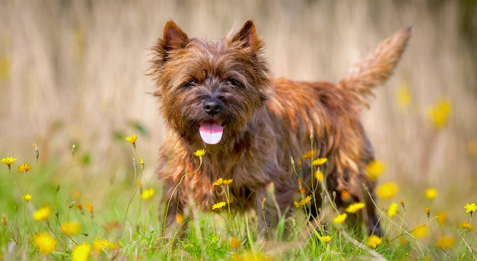 Cairn Terrier