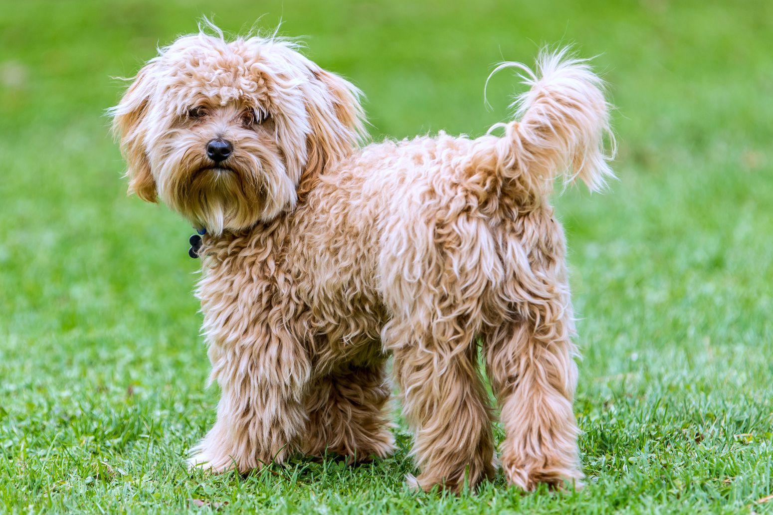 cavapoo