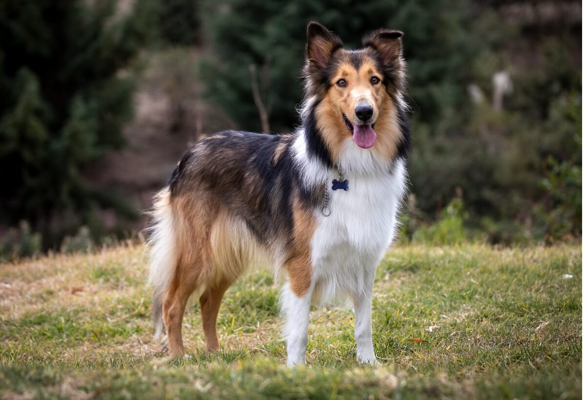 collie