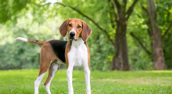 orta boyutlu köpek ırkları