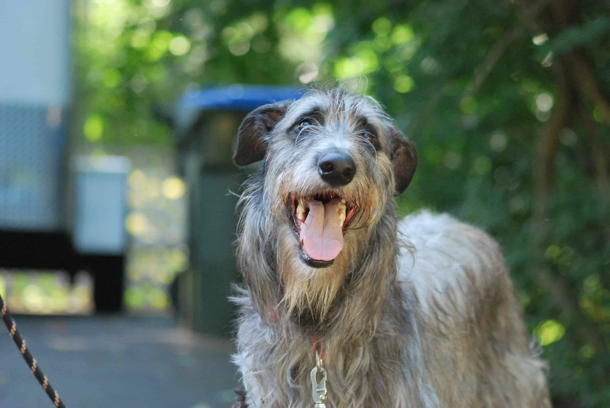 İskoç Geyik Tazısı (Scottish Deerhound)