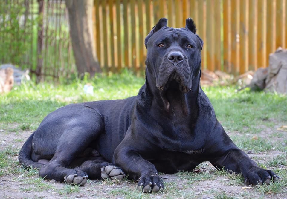 Presa Canario kanarya mastiff