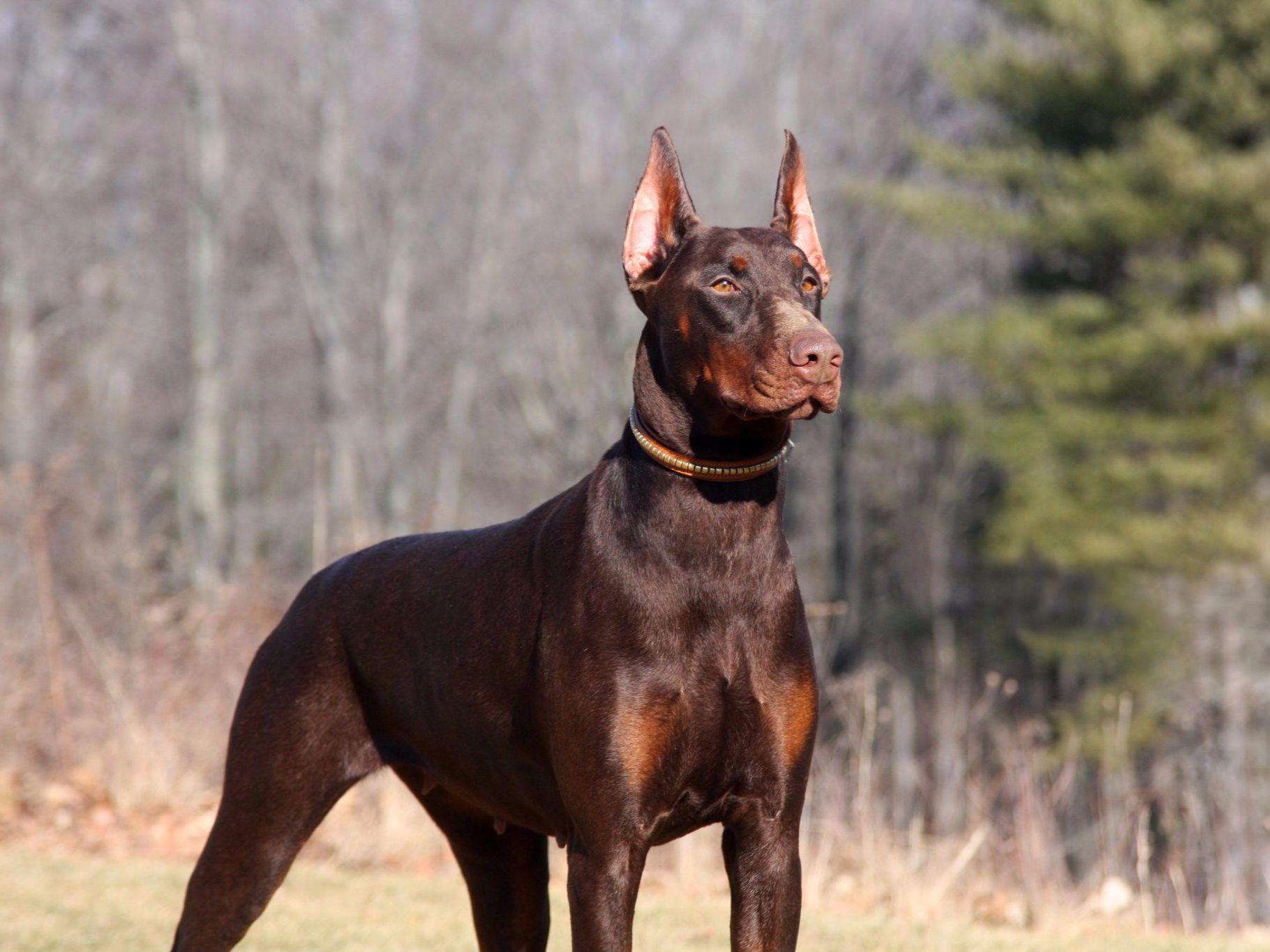 doberman