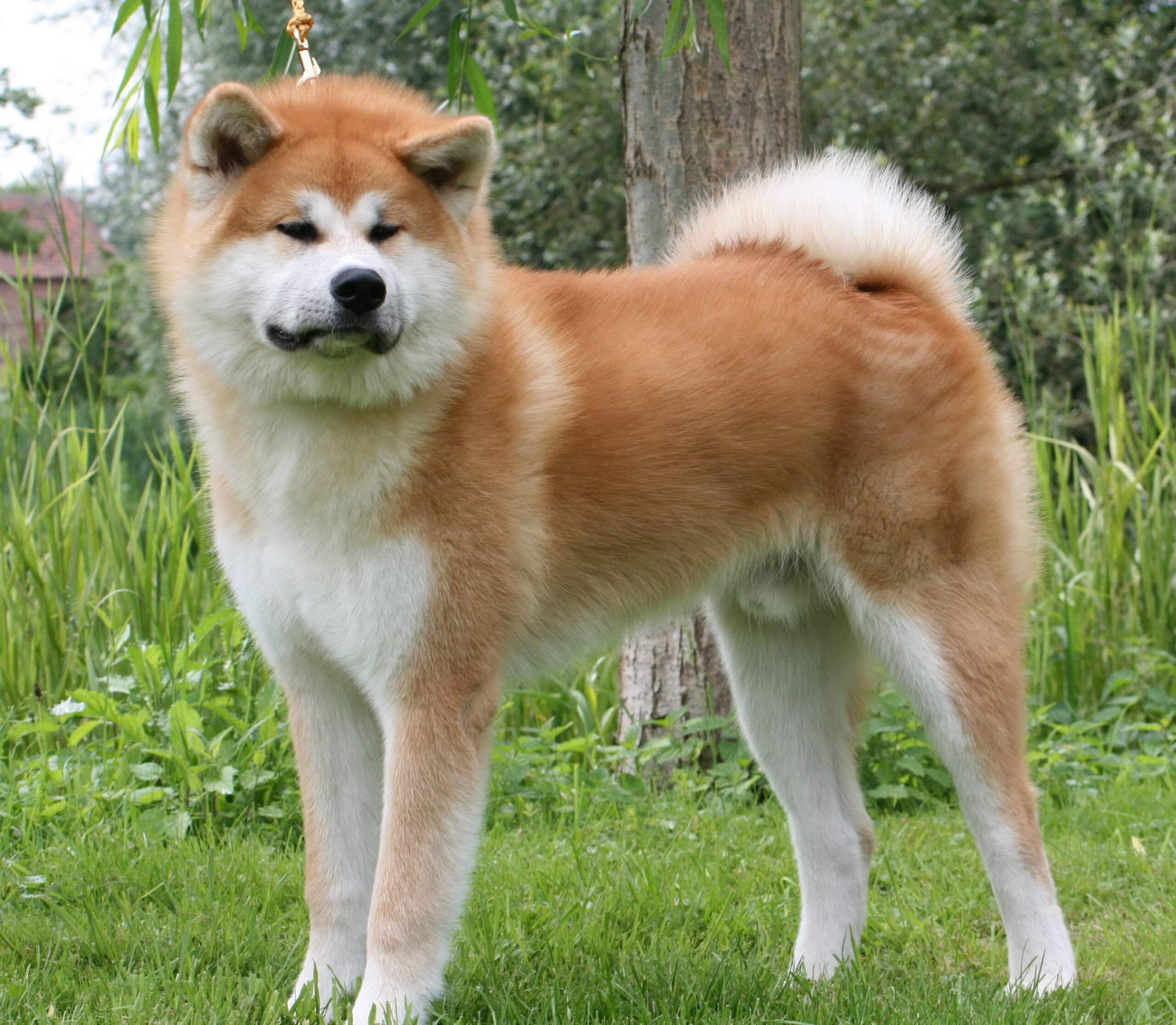 Akita Inu