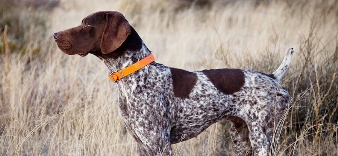 Alman Kısa Tüylü Pointer