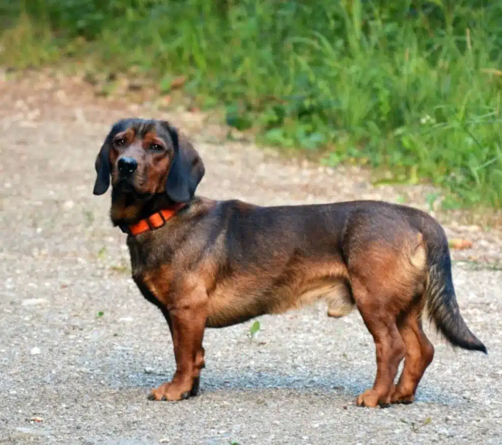 Alpine Dachsbracke