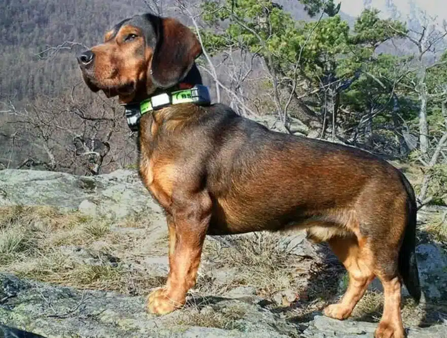 Alpine Dachsbracke