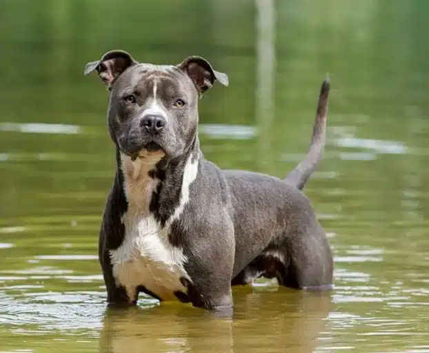 American Staffordshire Terrier