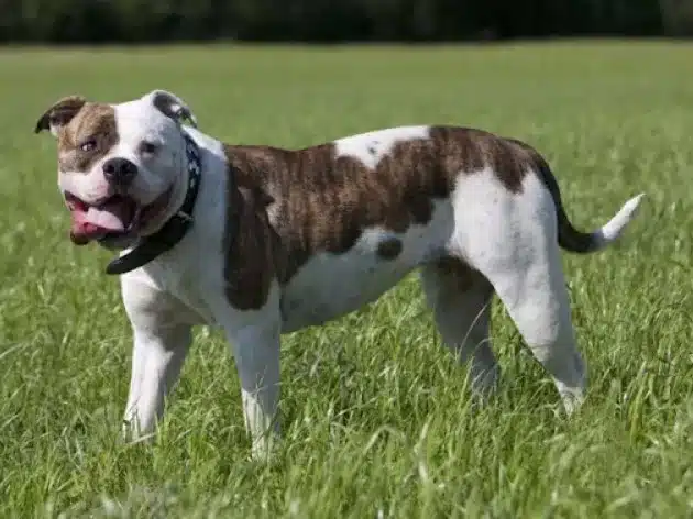 Amerikan Bulldog