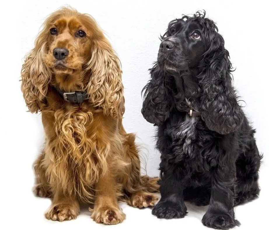 Amerikan Cocker Spaniel