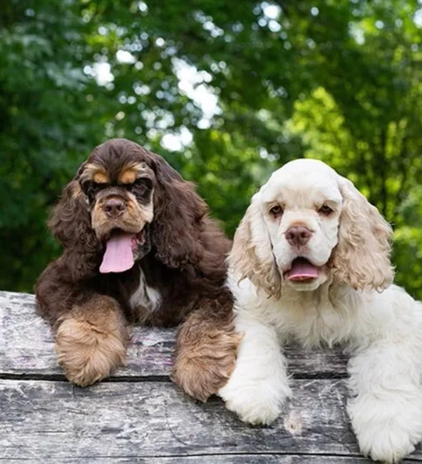 Amerikan Cocker Spaniel