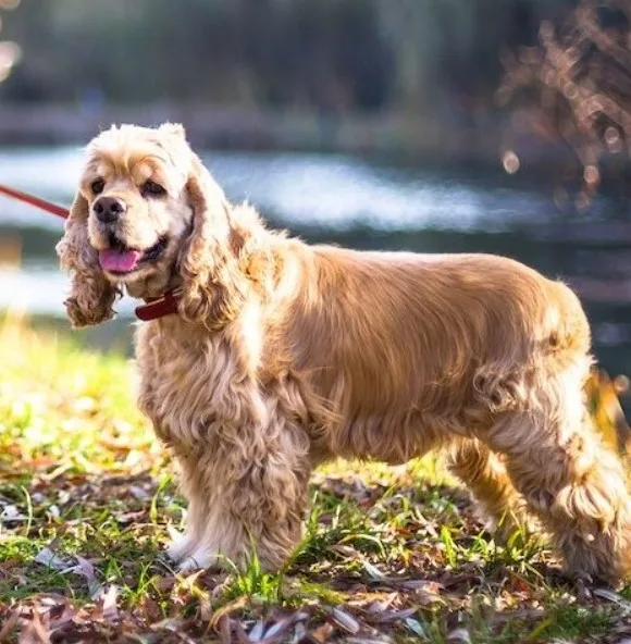 Amerikan Cocker Spaniel