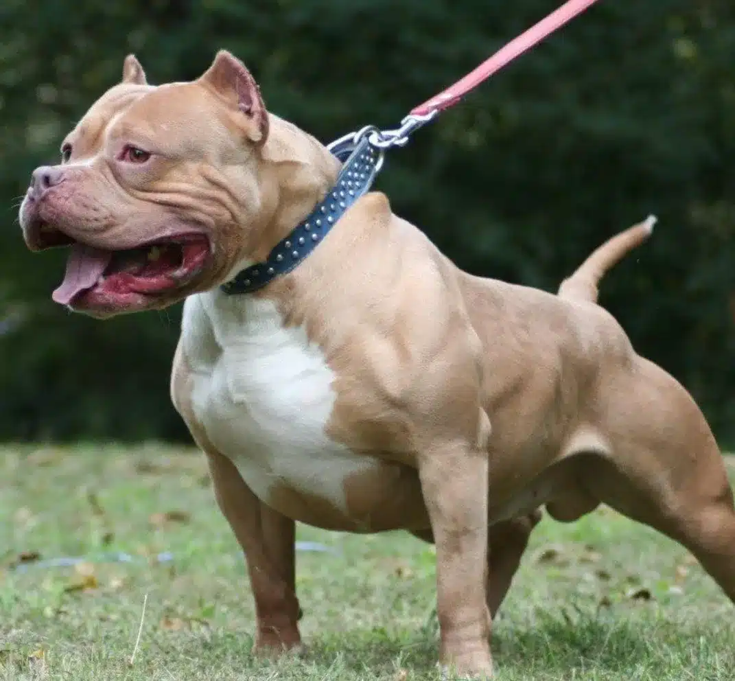 Amerikan Pit Bull Terrier