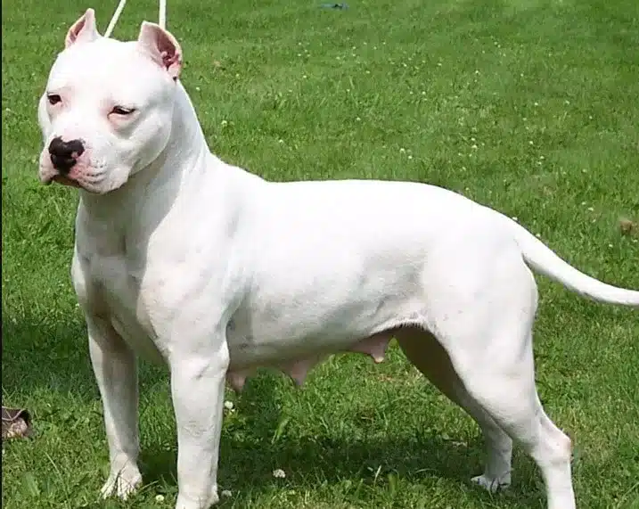 Amerikan Pit Bull Terrier