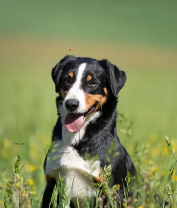 Appenzeller Dağ Köpeği