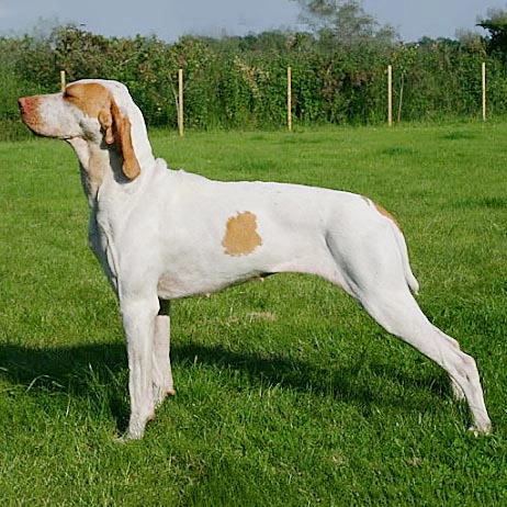 Ariege Pointer