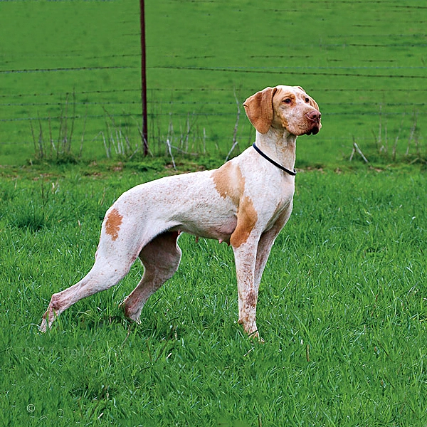 Ariege Pointer