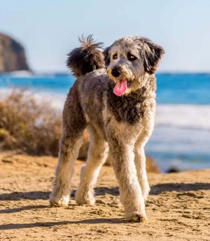 Aussiedoodle