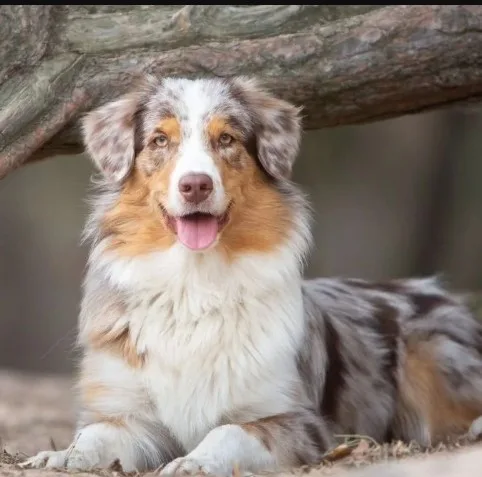 Avustralya Çoban Köpeği