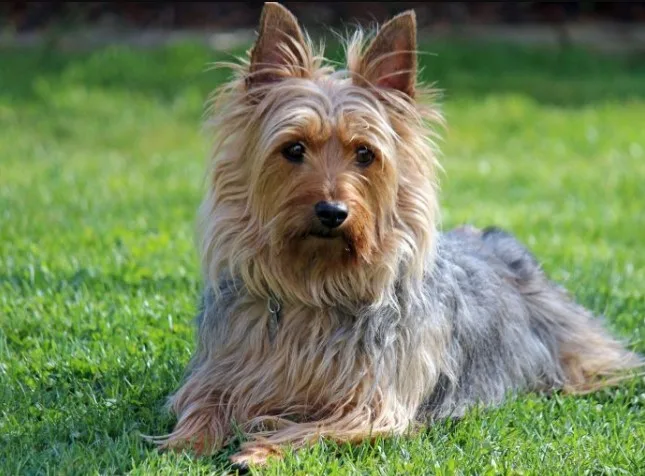 Avustralya Terrier