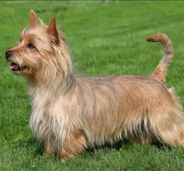 Avustralya Terrier