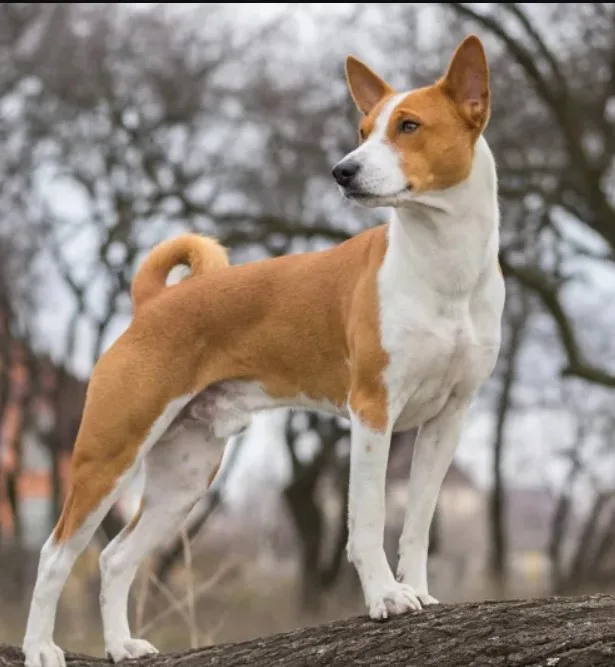 Basenji