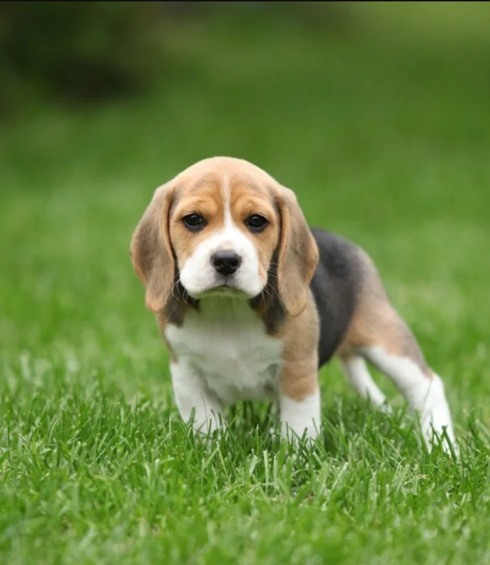 Beagle