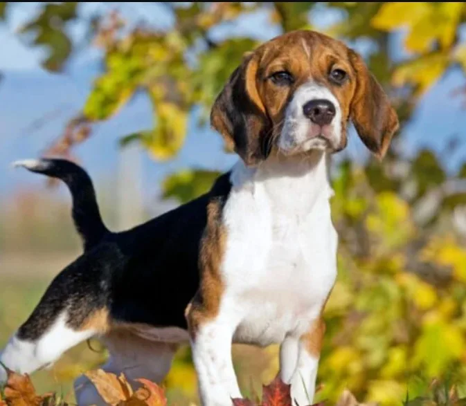 Beagle