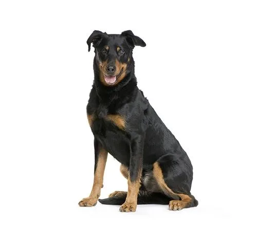 Beauceron