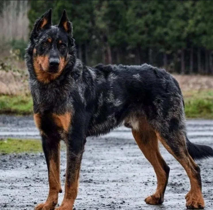 Beauceron