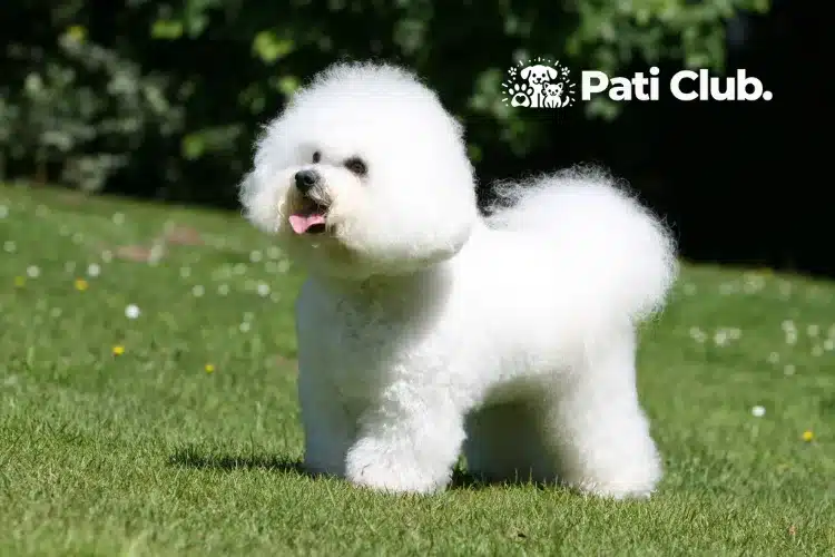 Bichon Frise